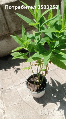 Продавам бял флокс paniculata -чисто бял