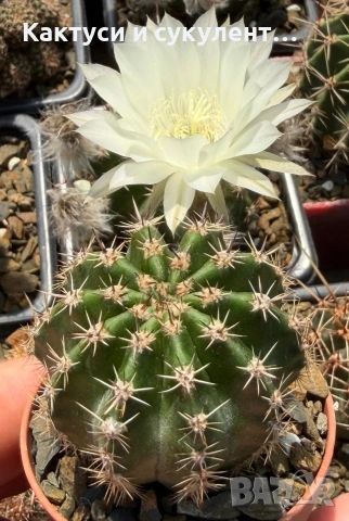 Кактус Echinopsis Hybrid цвят кремаво бяло цъфтящи растения, снимка 3 - Градински цветя и растения - 55182543