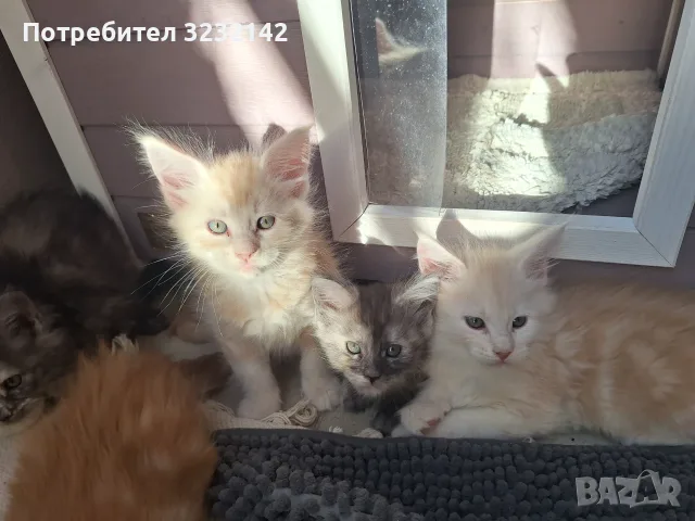 Котенца Мейн Куун , снимка 10 - Мейн кун - 55512481