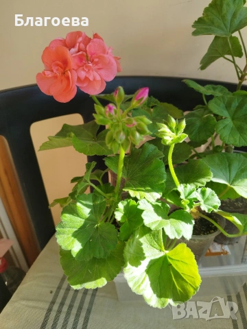 Комплект Мушкато 7 € - 5 бр 4 цвята, снимка 7 - Стайни растения - 46905641