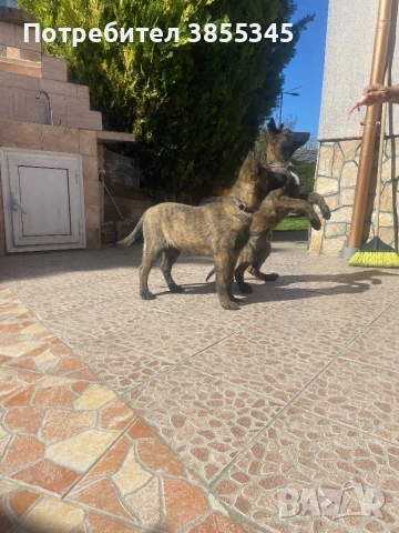 Белгийски овчарки