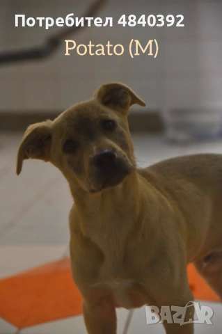 Rescue puppy, снимка 9 - Други - 54699590