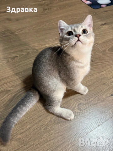 Колор пойнт котета 