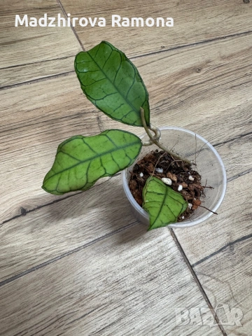 Hoya Хоя Gunung Gading 