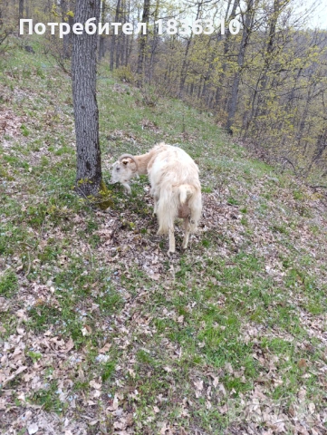 Коза с 3 ярета, снимка 6 - Кози - 54231285