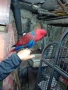 Папагал еклектус и клетка, снимка 2