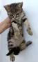 Подарявам малко котенце, снимка 2
