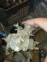 Механична ГНП Bosch 0460484019 3a Peugeot / Citroen 1.8D - 1.9D (BTopa употреба), снимка 1
