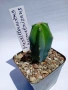 Myrtillocactus geometrizans 5.5cm €3,00, снимка 1