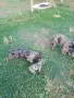 мъжки френски булдог , снимка 8