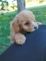 Малтипу/Maltipoo, снимка 7