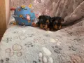 мини йоркширски териер, снимка 6