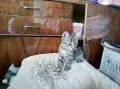 Търсим дом за Леа, снимка 1