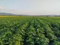 Картофи на едро, сорт Сорая, снимка 2