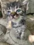 4 малки котенца, снимка 8