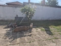 XL American bully, снимка 7