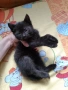 Черно женско коте на 50 дни - Перник , снимка 1
