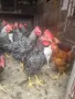 Продавам или разменям за ярки млади домашни петлета, снимка 1