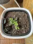 GARDENA SMART сензори за влажност/температура за градина/саксии с WiFi управление, снимка 4