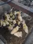 НЕМИ/мускусни  патета , снимка 2