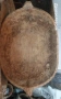 Корита, копанки, нощви:  Корито копанка нощва старинни нощви стари дървени, дървен съд, снимка 2
