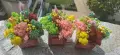 Дървени кашпи със скандинавски мъх за учител , снимка 16