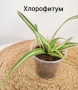 Комплект оm 12 Стайни Растения (Вкоренени), снимка 8