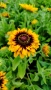 Рудбекия, Rudbeckia hirta pawnee spirit gold black eye, снимка 7