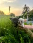 Очарователни Чихуахуа - обезпаразитени и готови за нов дом!❤️❤️❤️😊, снимка 3