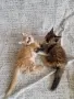 котенца Мейн Куун, снимка 1