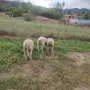 Продавам овце Ил дьо франс, снимка 2