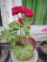 Сортово мушкато Red rambler и каланхое кичесто розово, снимка 3