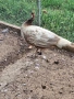 Пауни , снимка 9