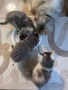 Котенца персийки , снимка 3