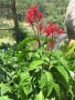 Firespike -Odontonema cuspidatum, снимка 1