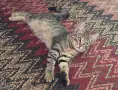 Супер котета британчета!!!, снимка 5