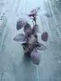 Босилек ocimum basilicum, снимка 3