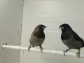 Люспогърди амадини, снимка 2