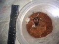 Tarantula - Продавам Тарантyли от снимите - получавате това което виждате, снимка 6