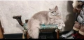 Британско лилаво коте, снимка 6