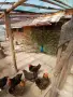 Продавам индийски пауни, снимка 1