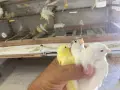 Канарчета Орфееви , снимка 4