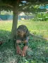 Ловджийски гончета , снимка 7