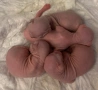 Бебета сфинкс 3 момичета и 1 момче, снимка 3