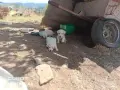 подаряваме кученца , снимка 1
