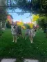 Чехославашки вълчак, снимка 4
