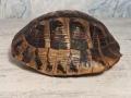 Стара Коруба от Костенурка , снимка 5