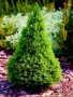 Мини Смърч Коника (Picea glauca 'Conica'), снимка 7