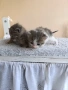 Подарявам две малки котенца , снимка 7