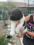 Българско овчарско на 40 дни, снимка 5